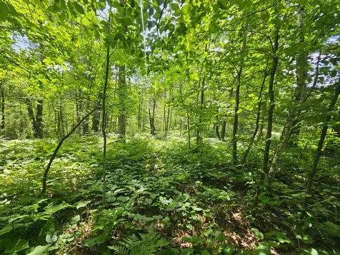 Tbd Cedar Shores Drive Deerwood Twp MN 56444