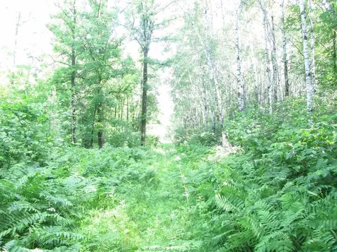 6810 Northeast Road Wright MN 55798