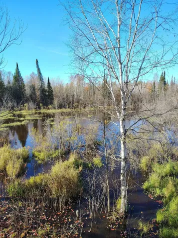 6810 Northeast Road Wright MN 55798