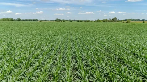 Tbd Cardinal Road Swanville MN 56382