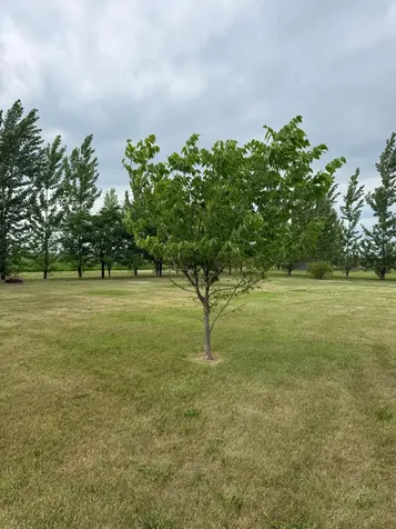 703 7th Street W Ada MN 56510
