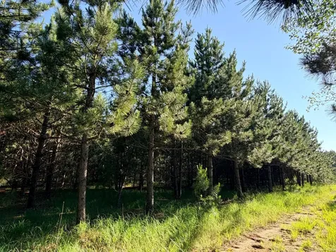 Tbd 372nd Street Menahga MN 56464