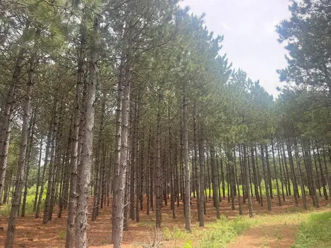 TBD2 County 2 Nevis MN 56467