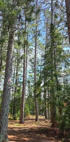 51946 N Wasson Lake Road Bigfork MN 56628