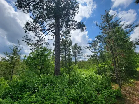 1045B State Trail Nevis MN 56467