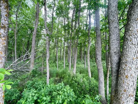 TBD2 Mud Lake Road Bagley MN 56621