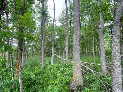 TBD2 Mud Lake Road Bagley MN 56621