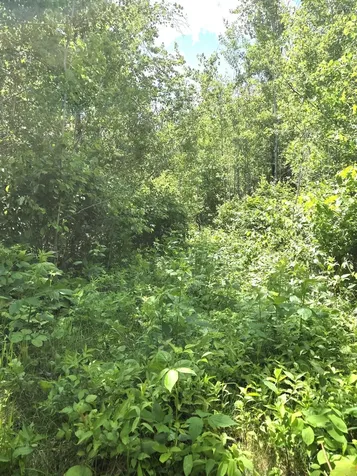 Xxx Mt Nelson Road Mahtowa MN 55707