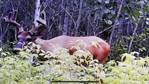 Xxx Mt Nelson Road Mahtowa MN 55707