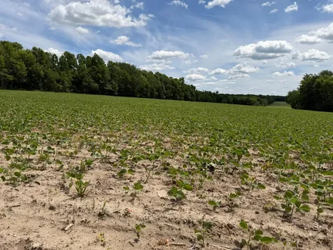 Tbd Co Road 14 Browerville MN 56438