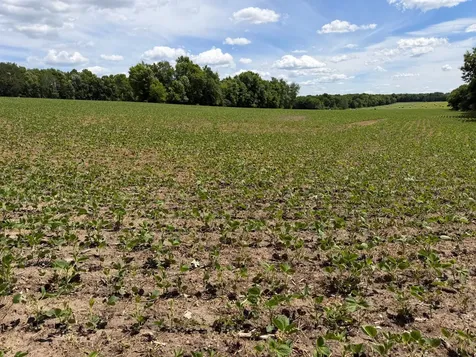 Tbd Co Road 14 Browerville MN 56438