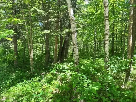 15136 Dandelion Lane NE Bemidji MN 56601