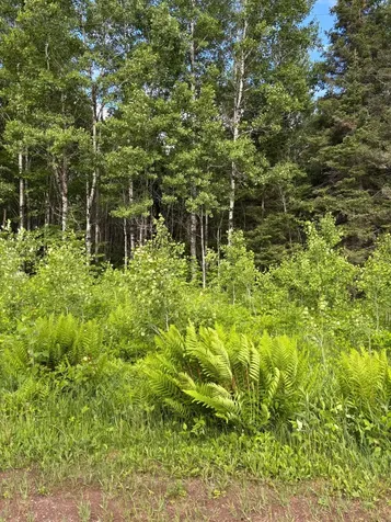 Xxx Town Line Road Bassett Twp MN 55602