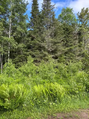 Xxx Town Line Road Bassett Twp MN 55602