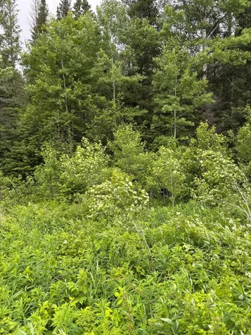 Xxx Town Line Road Bassett Twp MN 55602