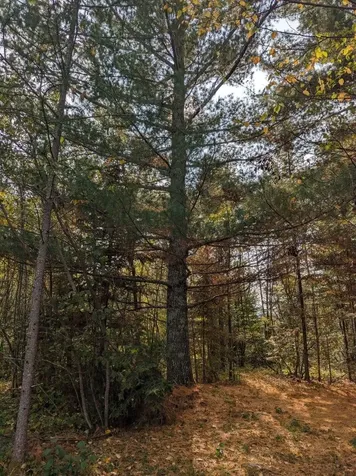 Tbd Deer River Line Road Littlefork MN 56653