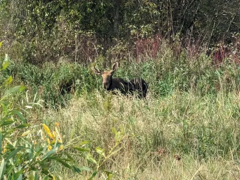 Tbd Deer River Line Road Littlefork MN 56653
