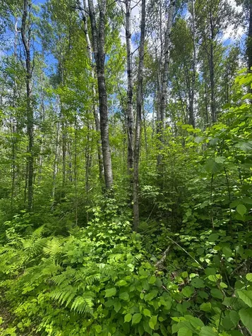 TBD242.25 Lavell Road Meadowlands MN 55765