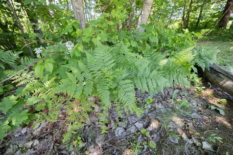 Tbd. Kestrel Trail NW Hackensack MN 56452