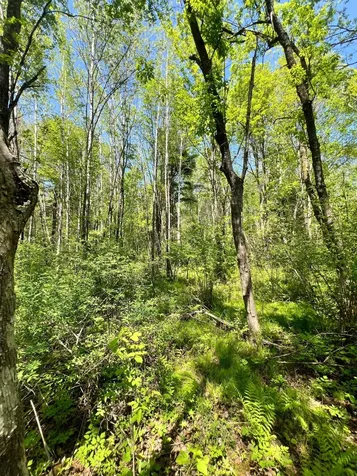 Xxx Co Road 67 Grand Rapids MN 55744
