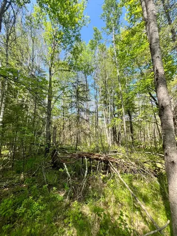 Xxx Co Road 67 Grand Rapids MN 55744