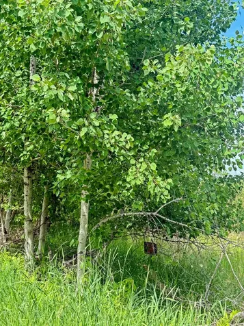 0000 Paradise Trail NW Isanti MN 55040