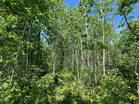 Tbd Stone Lake Road SW Bemidji MN 56601