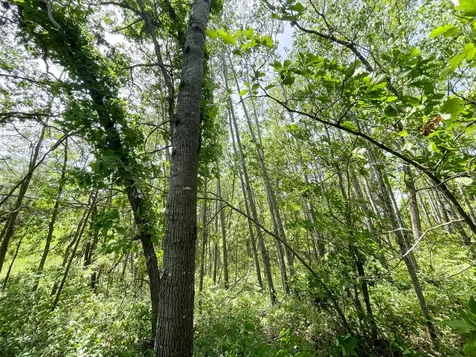 Tbd Stone Lake Road SW Bemidji MN 56601