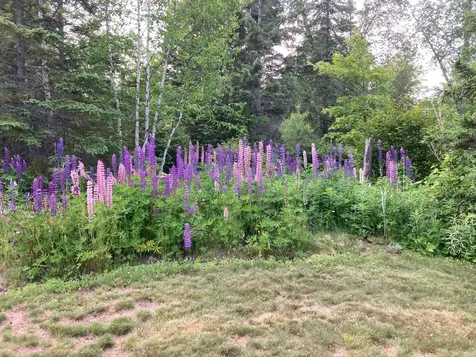 134 Rollins Ridge Tofte MN 55615