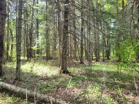 68401 County Road 547 Cook MN 55723
