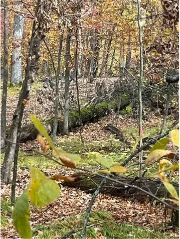 Lot 4 Tiger Street NW Princeton MN 55371