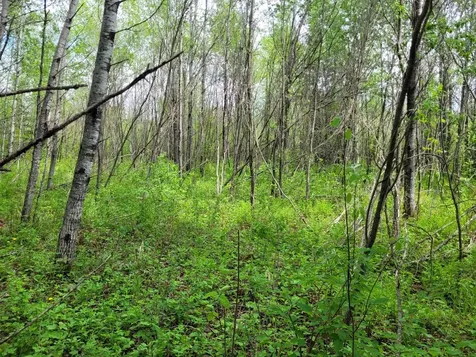 68232 County Road 547 Cook MN 55723