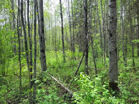 68232 County Road 547 Cook MN 55723