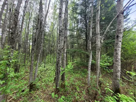 68232 County Road 547 Cook MN 55723