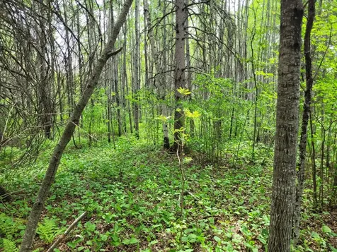 68232 County Road 547 Cook MN 55723