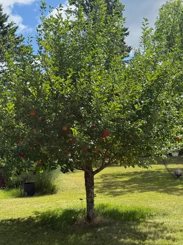 13658 County Road 100 Wadena MN 56482