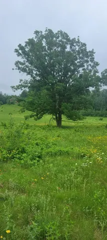 11116 N Blackberry Road Trego WI 54888