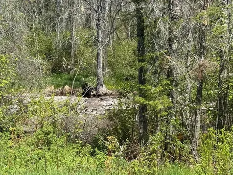Tbd Crown Creek Spur Road Finland MN 55603