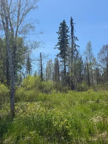 Tbd Crown Creek Spur Road Finland MN 55603