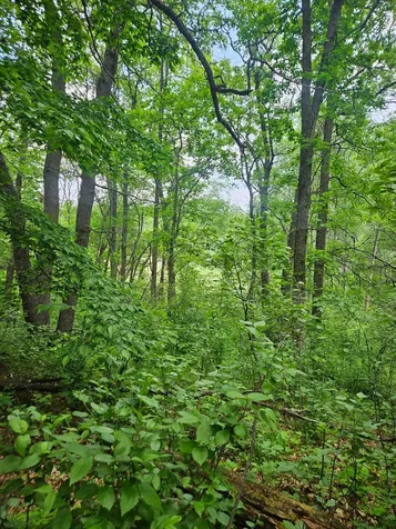 Parcel E Rogue Way Ironton MN 56455