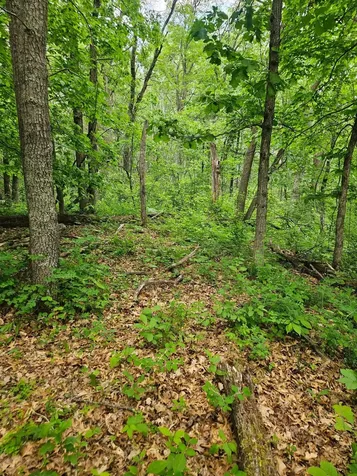 Parcel E Rogue Way Ironton MN 56455