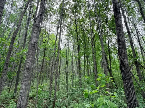 Tbd Half Moon Road Park Rapids MN 56470