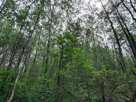 Tbd Half Moon Road Park Rapids MN 56470