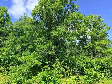 Tbd - 24.4 Ac County 4 Park Rapids MN 56470