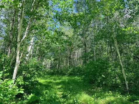 Tbd - 24.4 Ac County 4 Park Rapids MN 56470