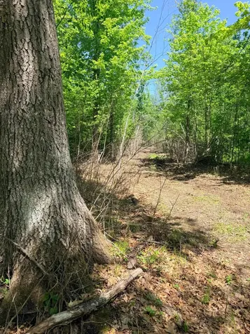 54003 Dollar Lake Road Sandstone MN 55072