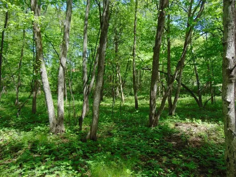 57625 226th Street Litchfield MN 55355