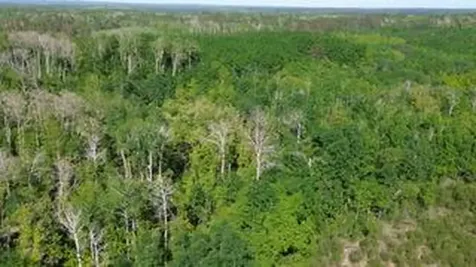 Tbd County 4 Park Rapids MN 56470
