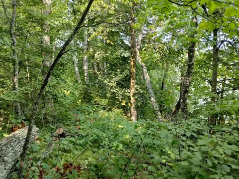 3918 County Road 168 Pequot Lakes MN 56472