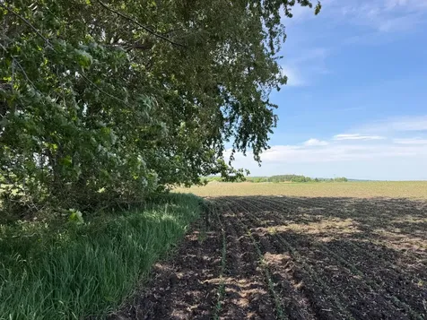 Tbd 31st Avenue NW Oronoco MN 55960